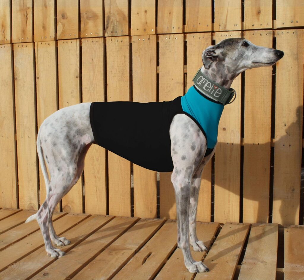 peto-licra-galgo